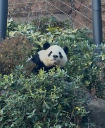 恩賜上野動物園に投稿された画像（2025/12/26）
