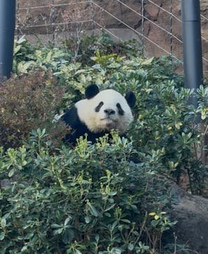 恩賜上野動物園に投稿された画像（2025/12/26）
