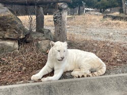 群馬サファリパークに投稿された画像（2025/12/26）