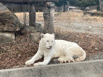 群馬サファリパークに投稿された画像（2025/12/26）