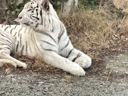 群馬サファリパークに投稿された画像（2025/12/26）