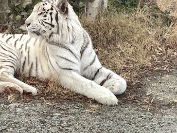 群馬サファリパークに投稿された画像（2025/12/26）