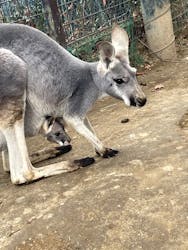 群馬サファリパークに投稿された画像（2025/12/26）