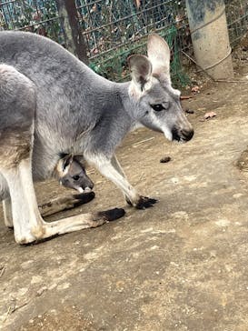 群馬サファリパークに投稿された画像（2025/12/26）