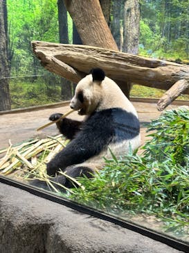 恩賜上野動物園に投稿された画像（2025/12/26）