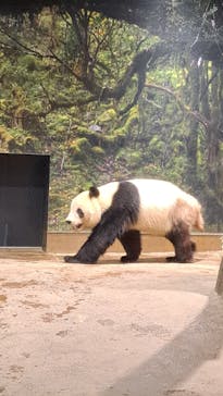 恩賜上野動物園に投稿された画像（2025/12/26）