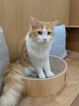 Cat Café MOFF イオンモールナゴヤドーム前店に投稿された画像（2025/12/26）