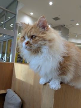 Cat Café MOFF イオンモールナゴヤドーム前店に投稿された画像（2025/12/26）