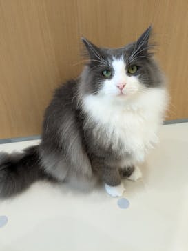 Cat Café MOFF イオンモールナゴヤドーム前店に投稿された画像（2025/12/26）