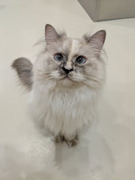 Cat Café MOFF イオンモールナゴヤドーム前店に投稿された画像（2025/12/26）