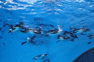 サンシャイン水族館に投稿された画像（2025/12/26）