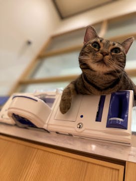 猫カフェモカ　イオンモール水戸内原店に投稿された画像（2025/12/26）