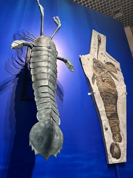 特別展「大絶滅展―生命史のビッグファイブ」に投稿された画像（2025/12/26）