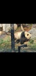 恩賜上野動物園に投稿された画像（2025/12/26）