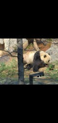 恩賜上野動物園に投稿された画像（2025/12/26）