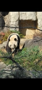 恩賜上野動物園に投稿された画像（2025/12/26）