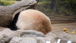 恩賜上野動物園に投稿された画像（2025/12/26）