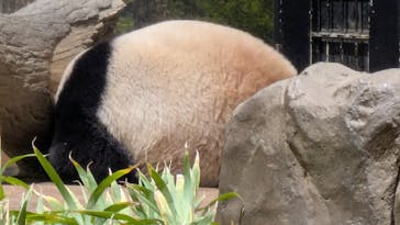 恩賜上野動物園に投稿された画像（2025/12/26）