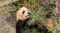 恩賜上野動物園に投稿された画像（2025/12/26）