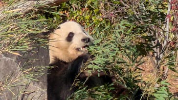恩賜上野動物園に投稿された画像（2025/12/26）