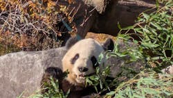 恩賜上野動物園に投稿された画像（2025/12/26）