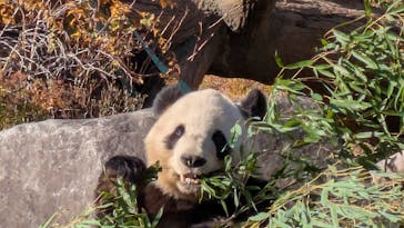 恩賜上野動物園に投稿された画像（2025/12/26）
