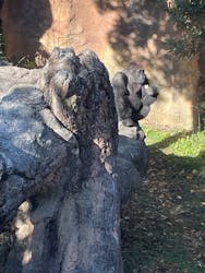 恩賜上野動物園に投稿された画像（2025/12/26）