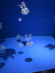 新江ノ島水族館に投稿された画像（2025/12/26）