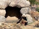 恩賜上野動物園に投稿された画像（2025/12/27）