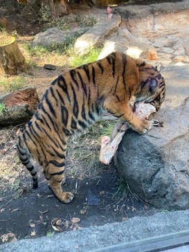 恩賜上野動物園に投稿された画像（2025/12/26）