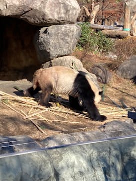 恩賜上野動物園に投稿された画像（2025/12/26）