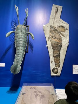 特別展「大絶滅展―生命史のビッグファイブ」に投稿された画像（2025/12/26）