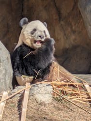 恩賜上野動物園に投稿された画像（2025/12/26）