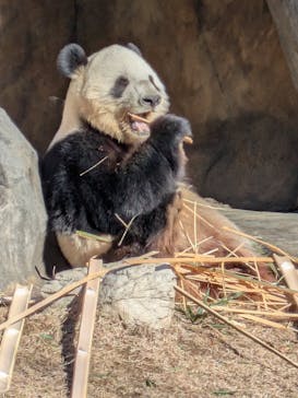 恩賜上野動物園に投稿された画像（2025/12/26）