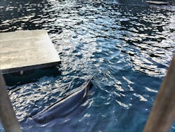 伊豆・三津シーパラダイスに投稿された画像（2025/12/27）