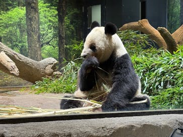 恩賜上野動物園に投稿された画像（2025/12/27）