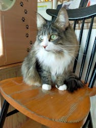 猫カフェモカ　原宿店に投稿された画像（2025/12/27）