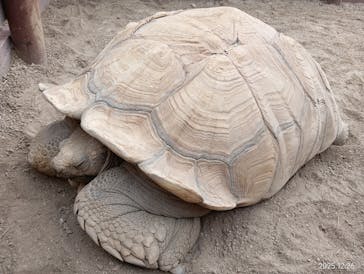 淡路ファームパーク イングランドの丘に投稿された画像（2025/12/27）