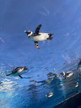 サンシャイン水族館に投稿された画像（2025/12/27）
