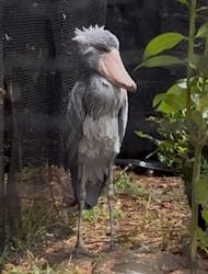 恩賜上野動物園に投稿された画像（2025/12/27）