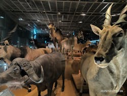 国立科学博物館に投稿された画像（2025/12/27）