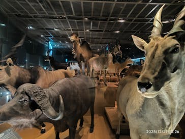 国立科学博物館に投稿された画像（2025/12/27）