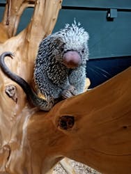 カワスイ 川崎⽔族館に投稿された画像（2025/12/27）