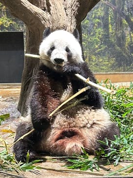 恩賜上野動物園に投稿された画像（2025/12/27）