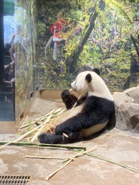 恩賜上野動物園に投稿された画像（2025/12/27）