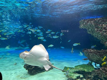サンシャイン水族館に投稿された画像（2025/12/27）