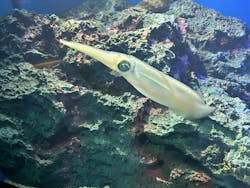 サンシャイン水族館に投稿された画像（2025/12/27）