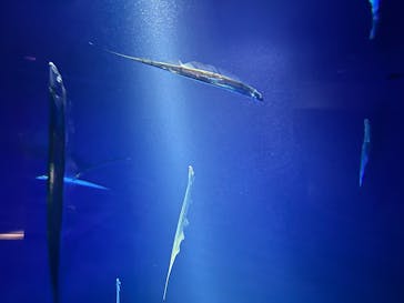 サンシャイン水族館に投稿された画像（2025/12/27）