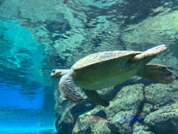 名古屋港水族館に投稿された画像（2025/12/27）