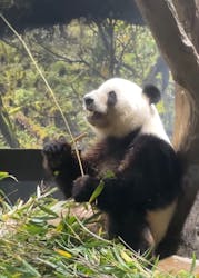 恩賜上野動物園に投稿された画像（2025/12/27）